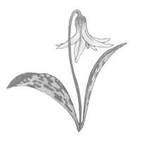An illustration of a trout lily.